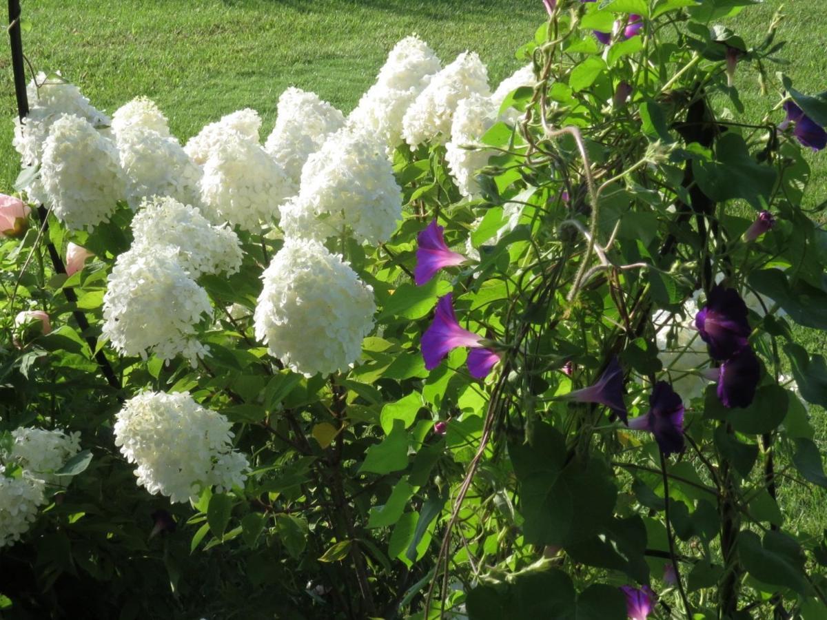 Sweetfern Inn (Adults Only) Clare Esterno foto